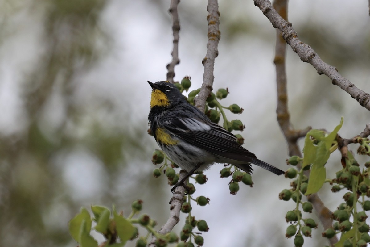 Yellow-rumped Warbler (Audubon's) - ML616647257