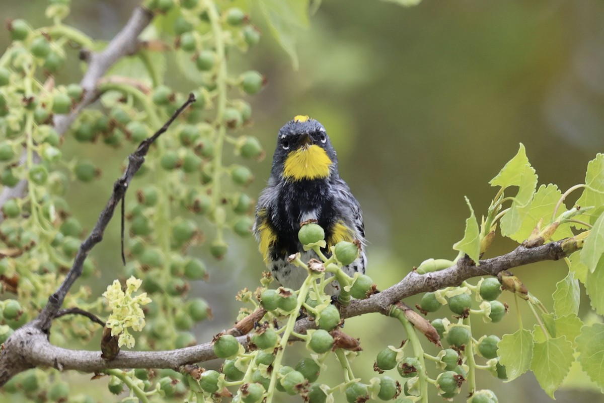Yellow-rumped Warbler (Audubon's) - Ann Stockert