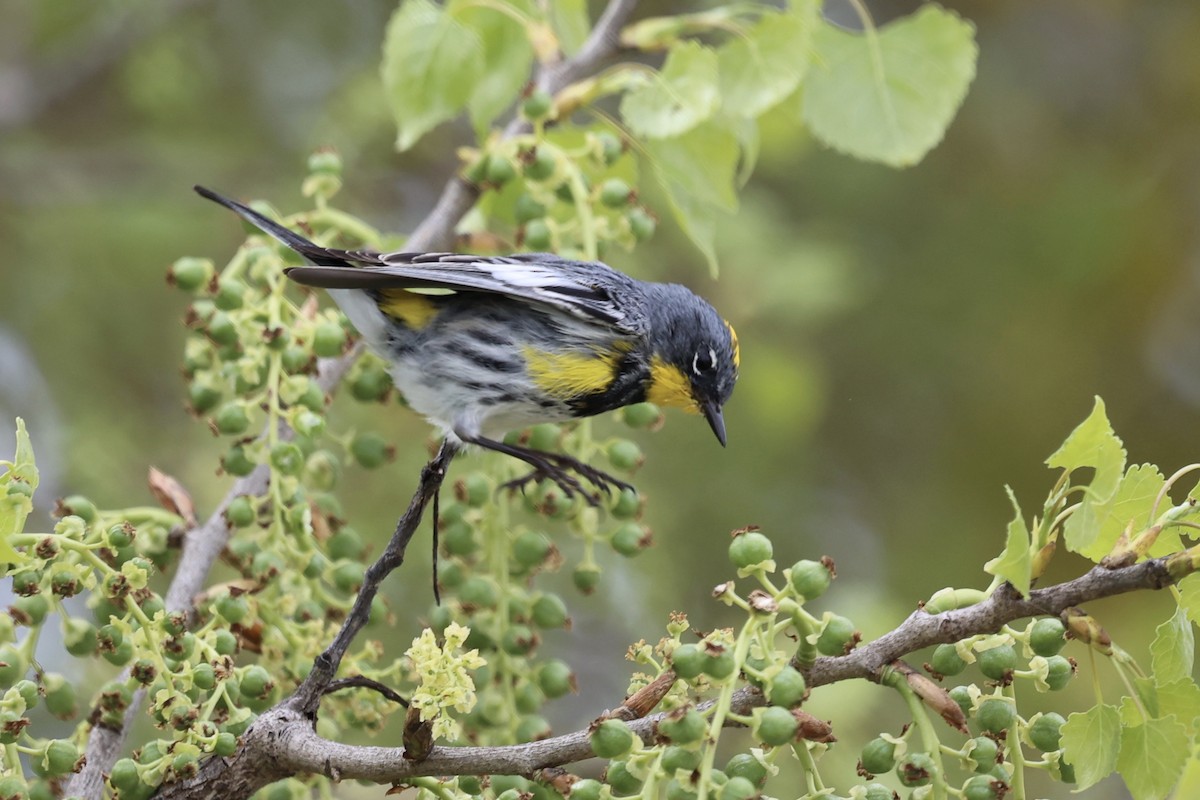Yellow-rumped Warbler (Audubon's) - ML616647260