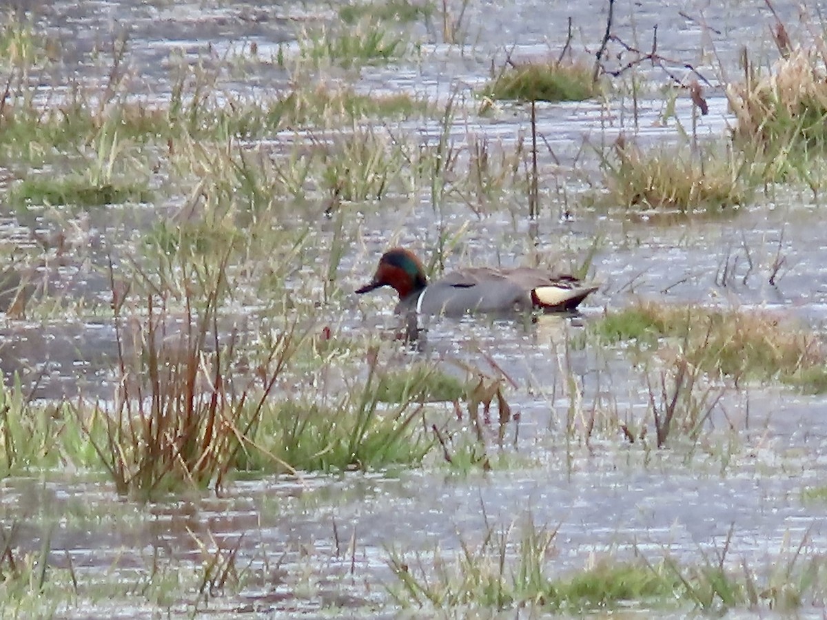 Green-winged Teal - ML616647379