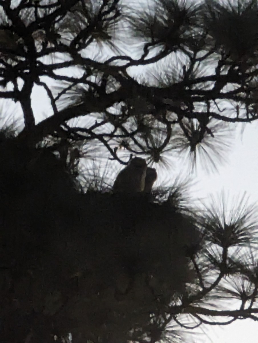 Great Horned Owl - ML616647416