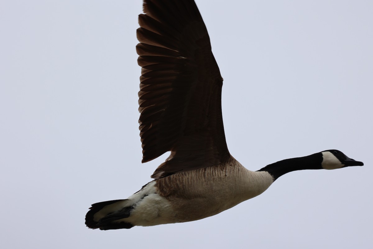 Canada Goose - Ann Stockert