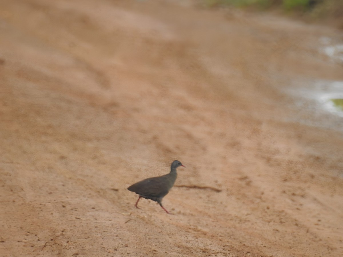 Small-billed Tinamou - Raul Afonso Pommer-Barbosa - Amazon Birdwatching