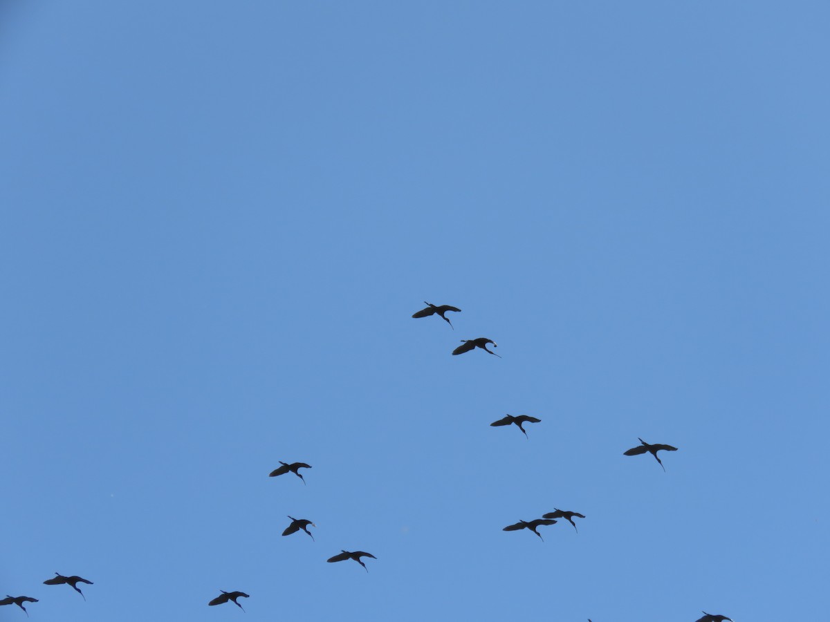 ibis americký - ML616647644