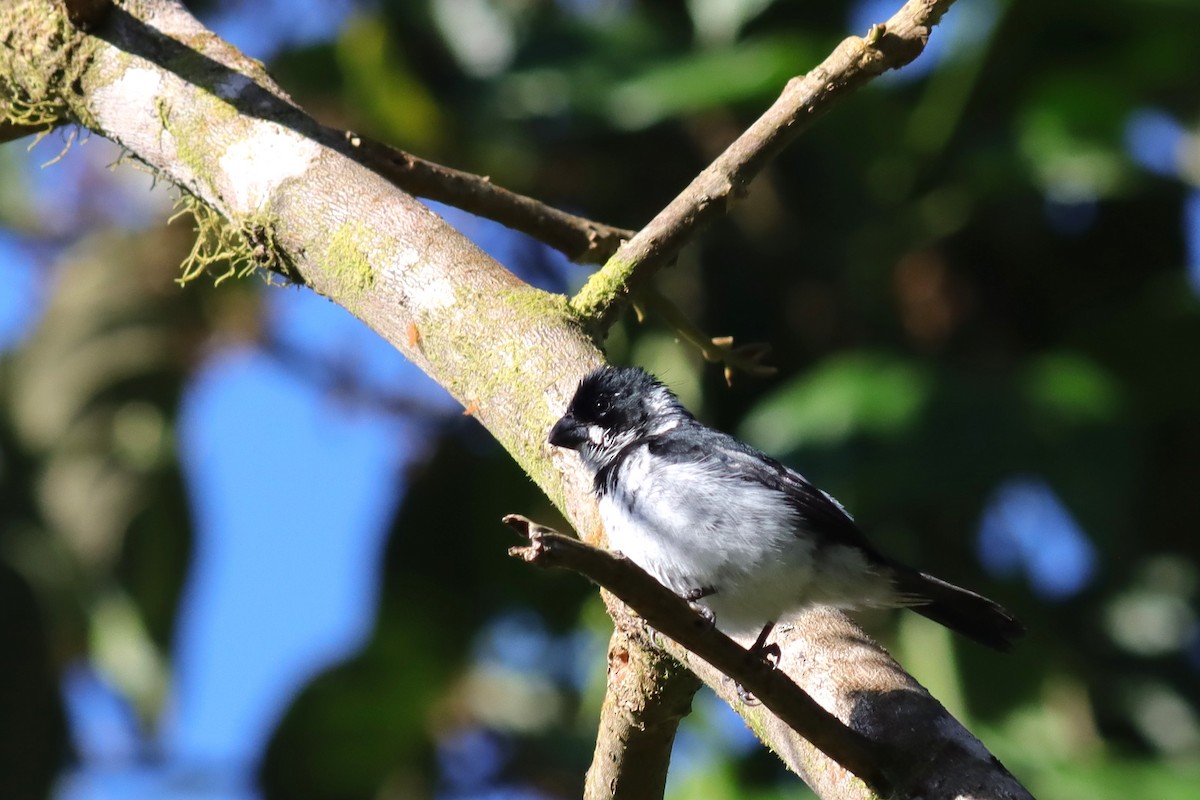 Variable Seedeater - ML616647664