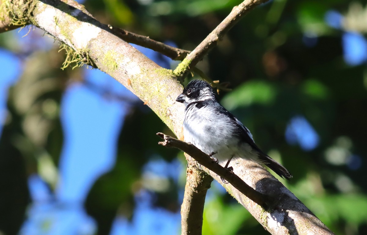 Variable Seedeater - ML616647665