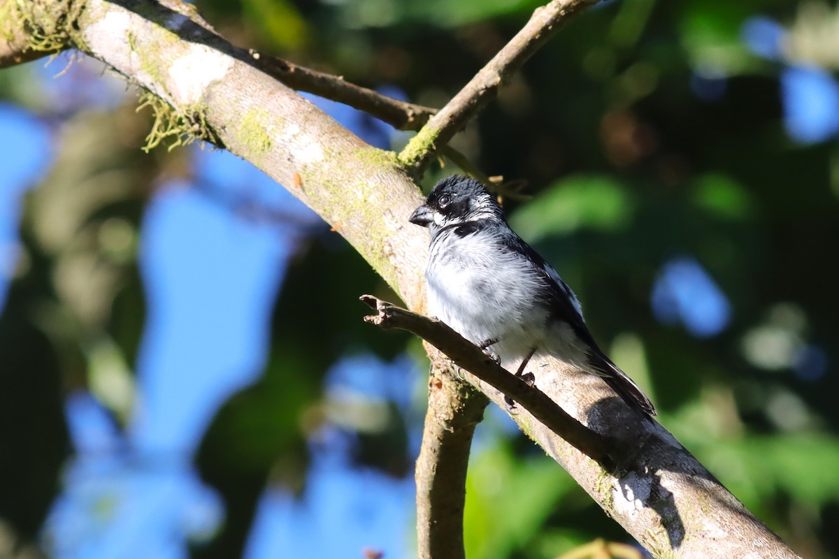 Variable Seedeater - ML616647666