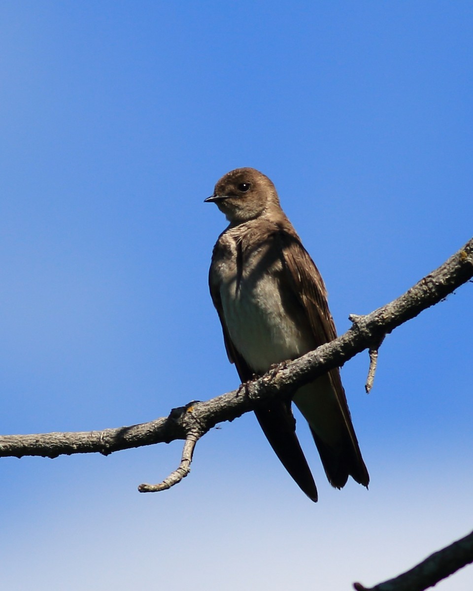 Northern Rough-winged Swallow - ML61664771