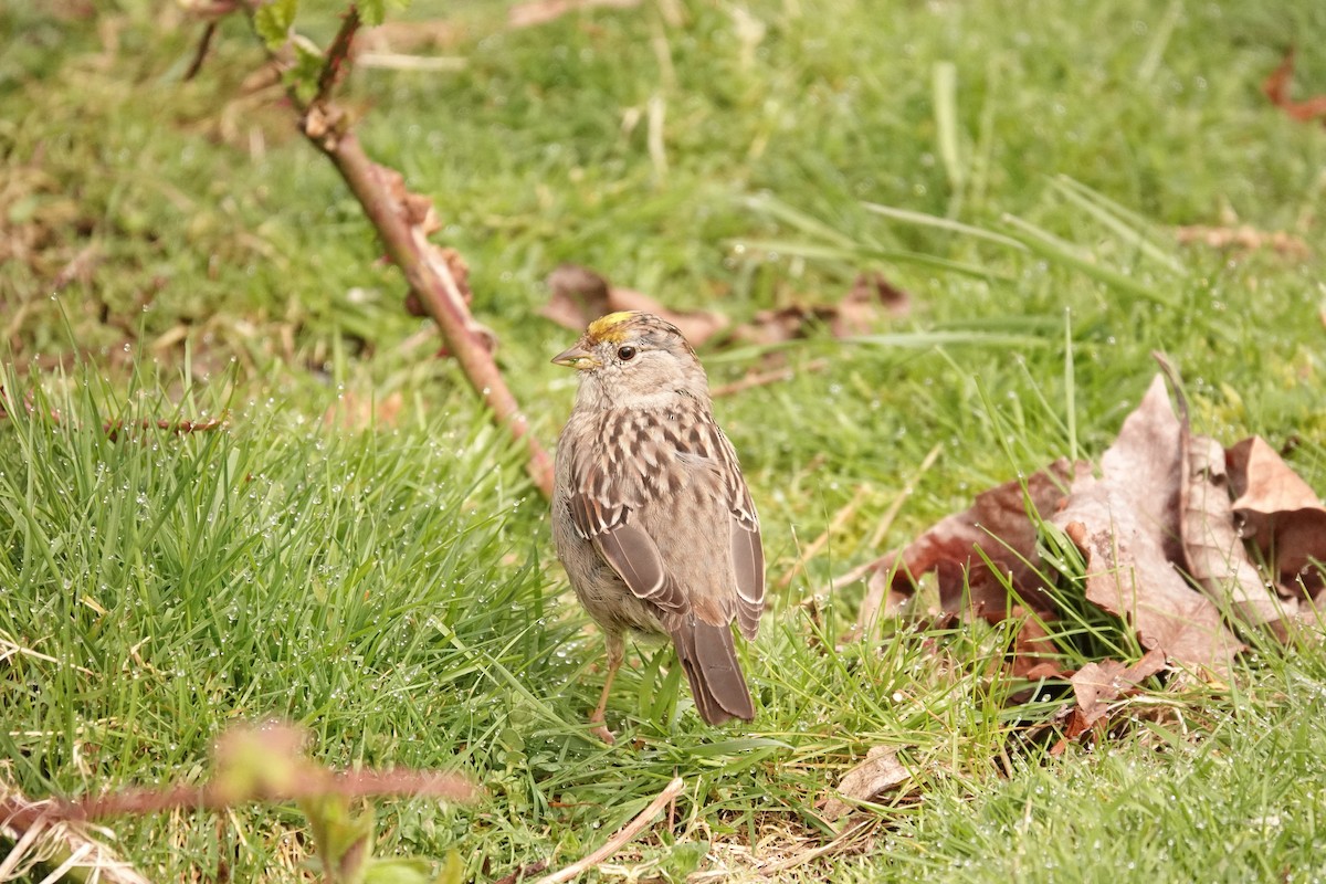 Golden-crowned Sparrow - ML616647723