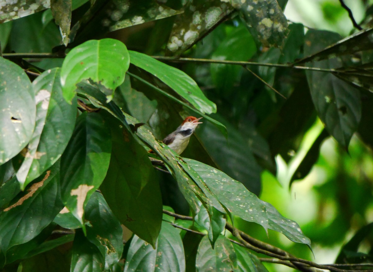 Rufous-tailed Tailorbird - Brett Hartl