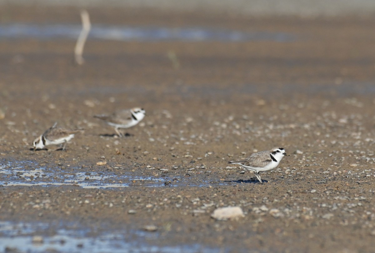 Snowy Plover - Ryan O'Donnell