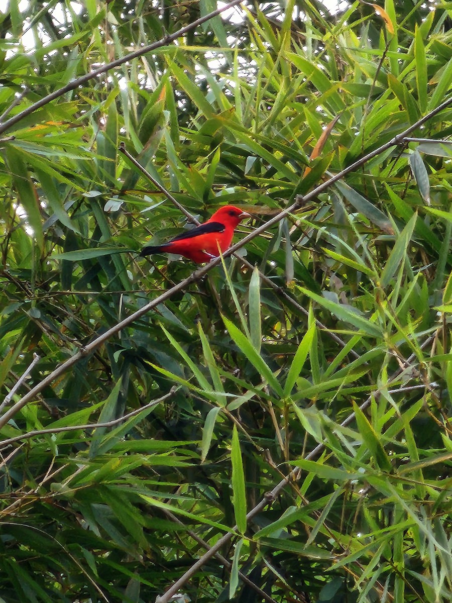 Scarlet Tanager - ML616647904
