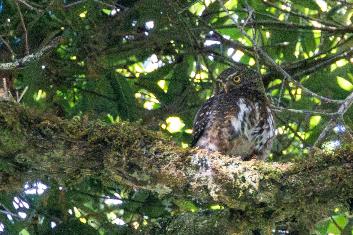 Costa Rican Pygmy-Owl - ML616647917