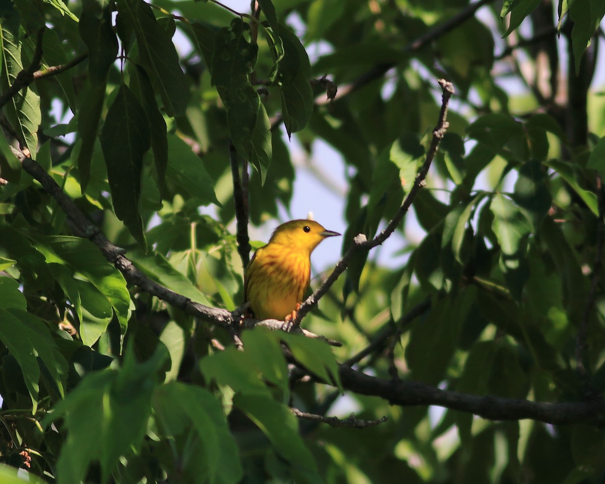Yellow Warbler - Keri Charles