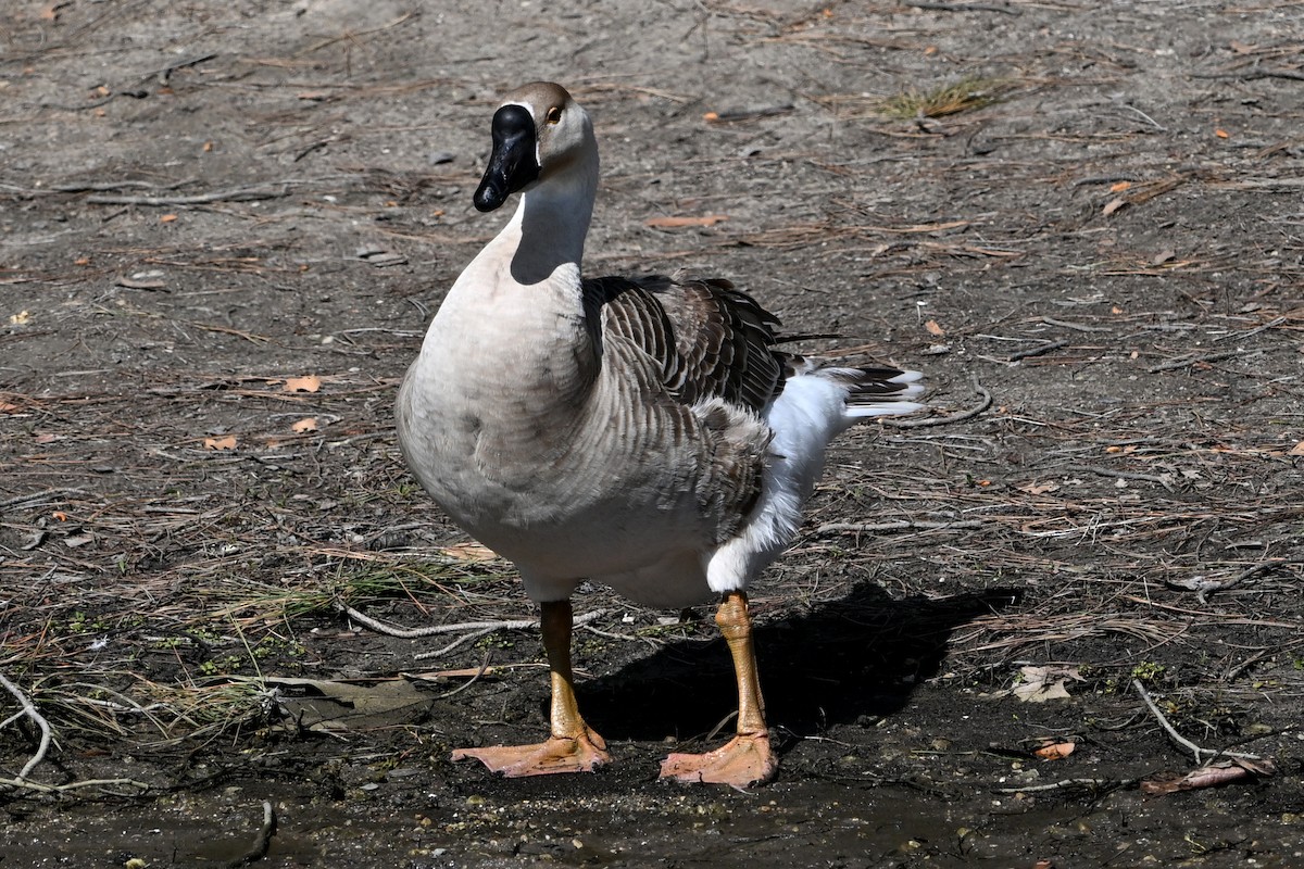 Swan Goose (Domestic type) - ML616648012