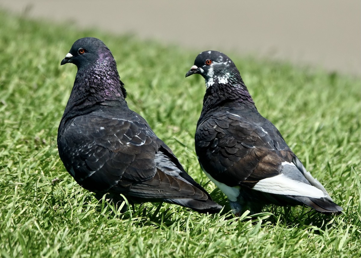 Rock Pigeon (Feral Pigeon) - ML616648093