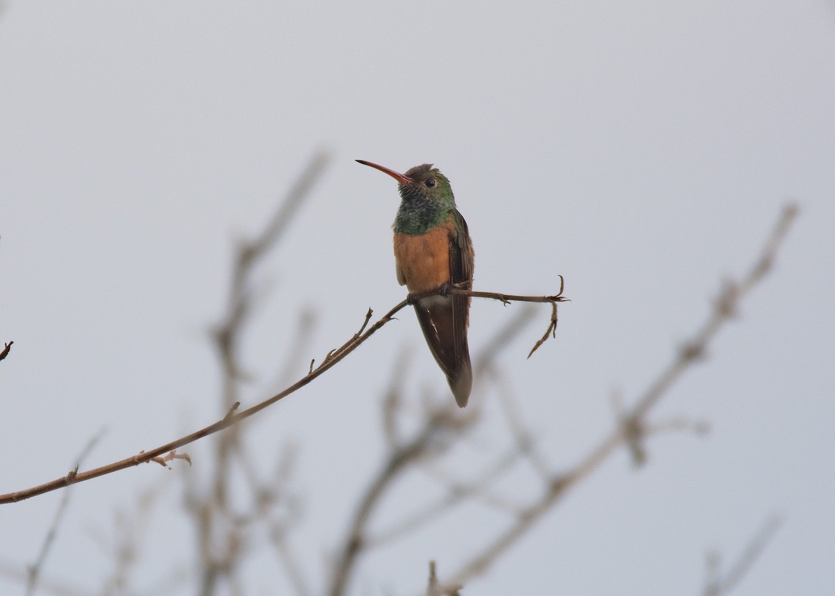 Buff-bellied Hummingbird - ML616648100