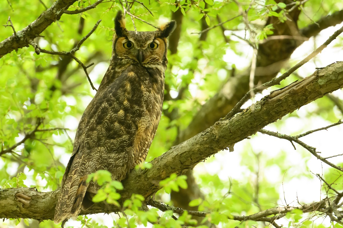 Great Horned Owl - ML616648145