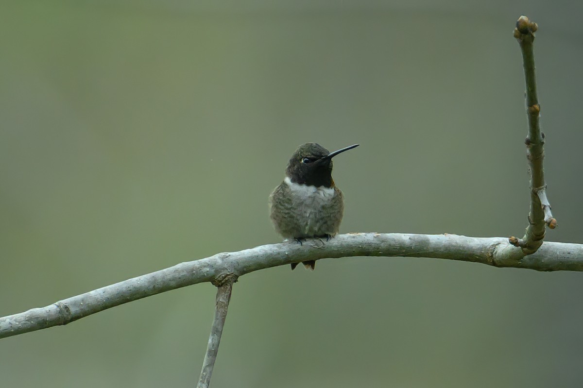 Black-chinned Hummingbird - ML616648164