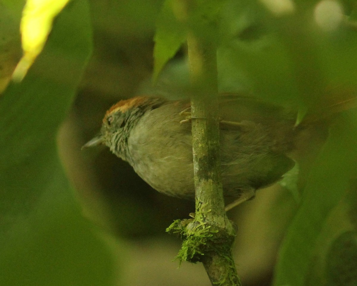 Rufous-capped Spinetail - ML616648220