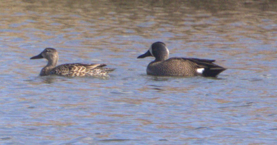 Blue-winged Teal - ML616648314