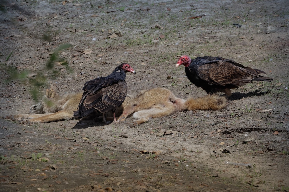 Turkey Vulture - Jill Dale