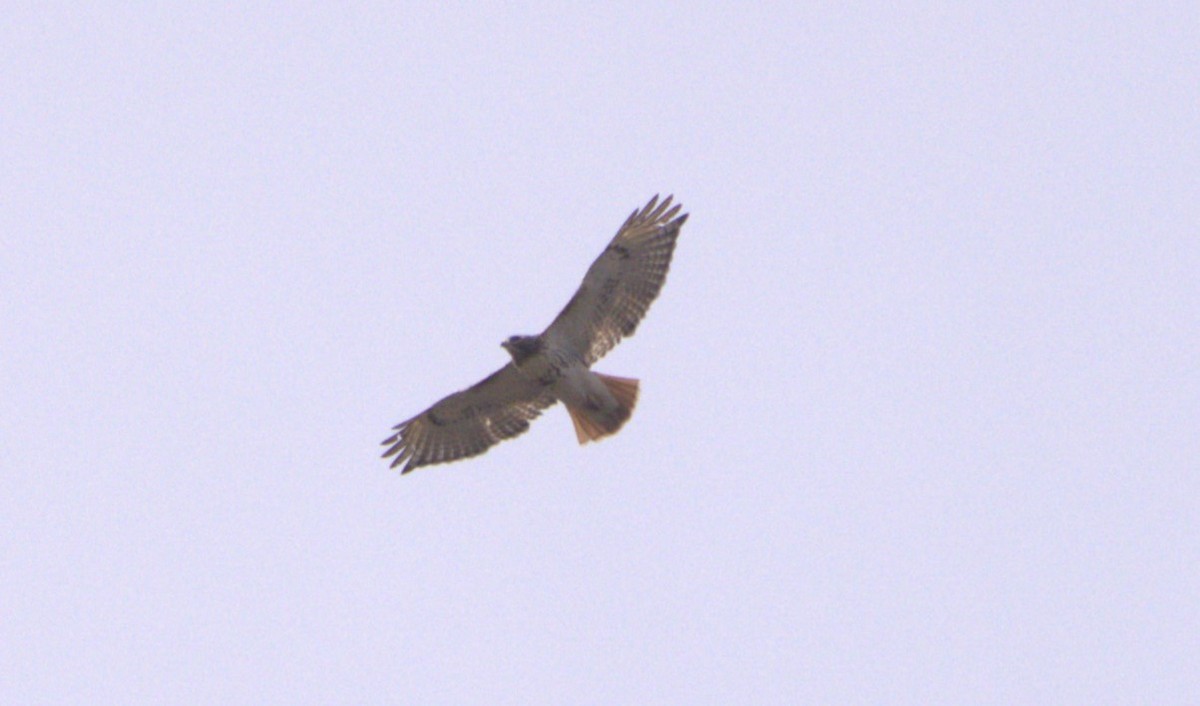 Red-tailed Hawk (borealis) - ML616648382