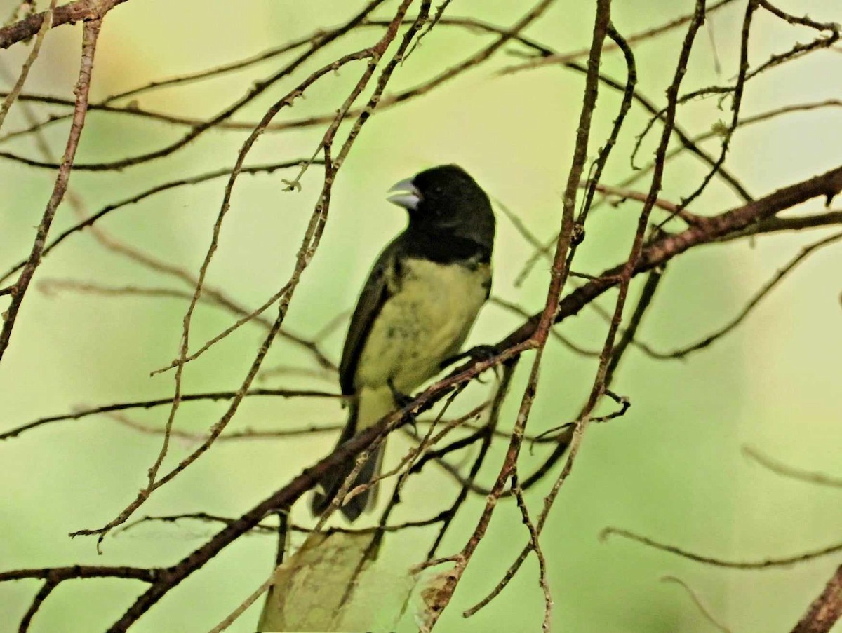 Yellow-bellied Seedeater - ML616648506