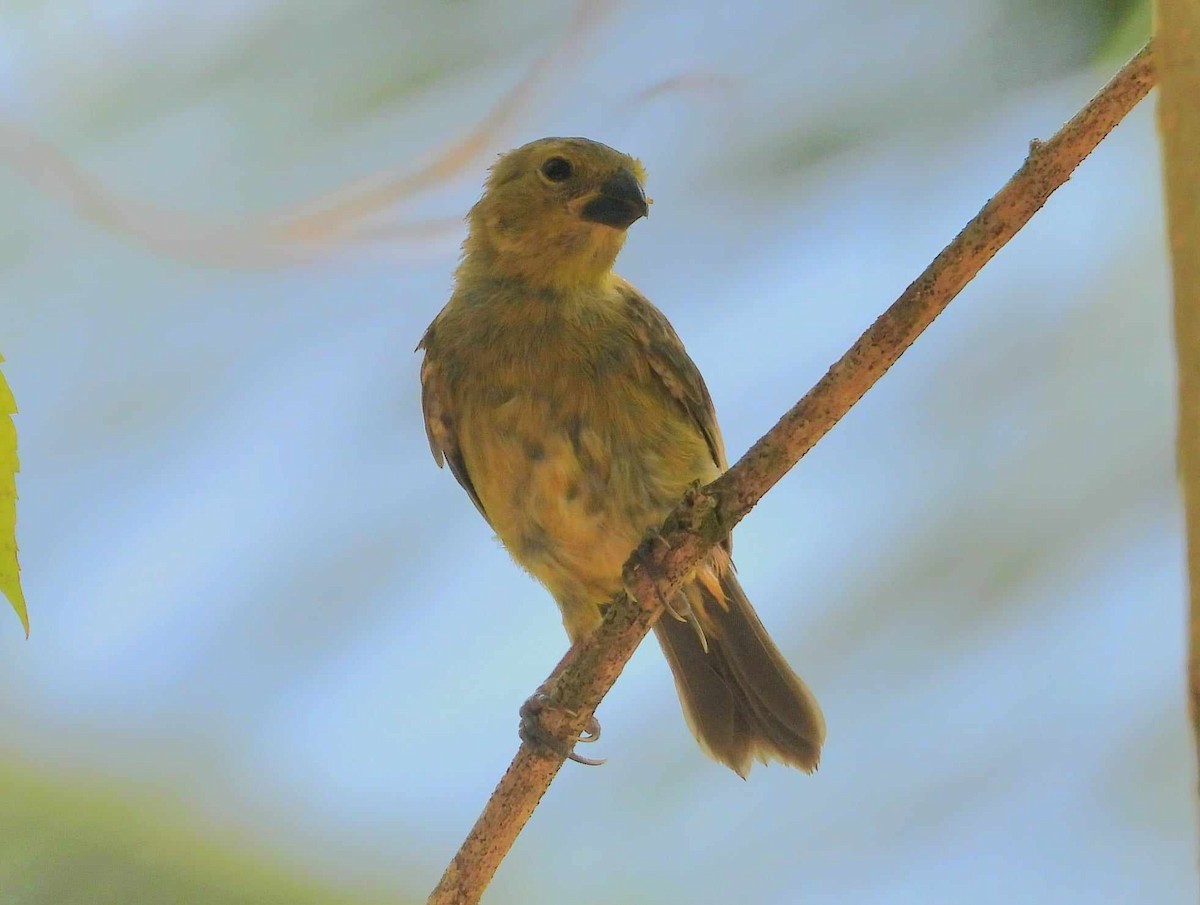 Yellow-bellied Seedeater - Maria Cohoon