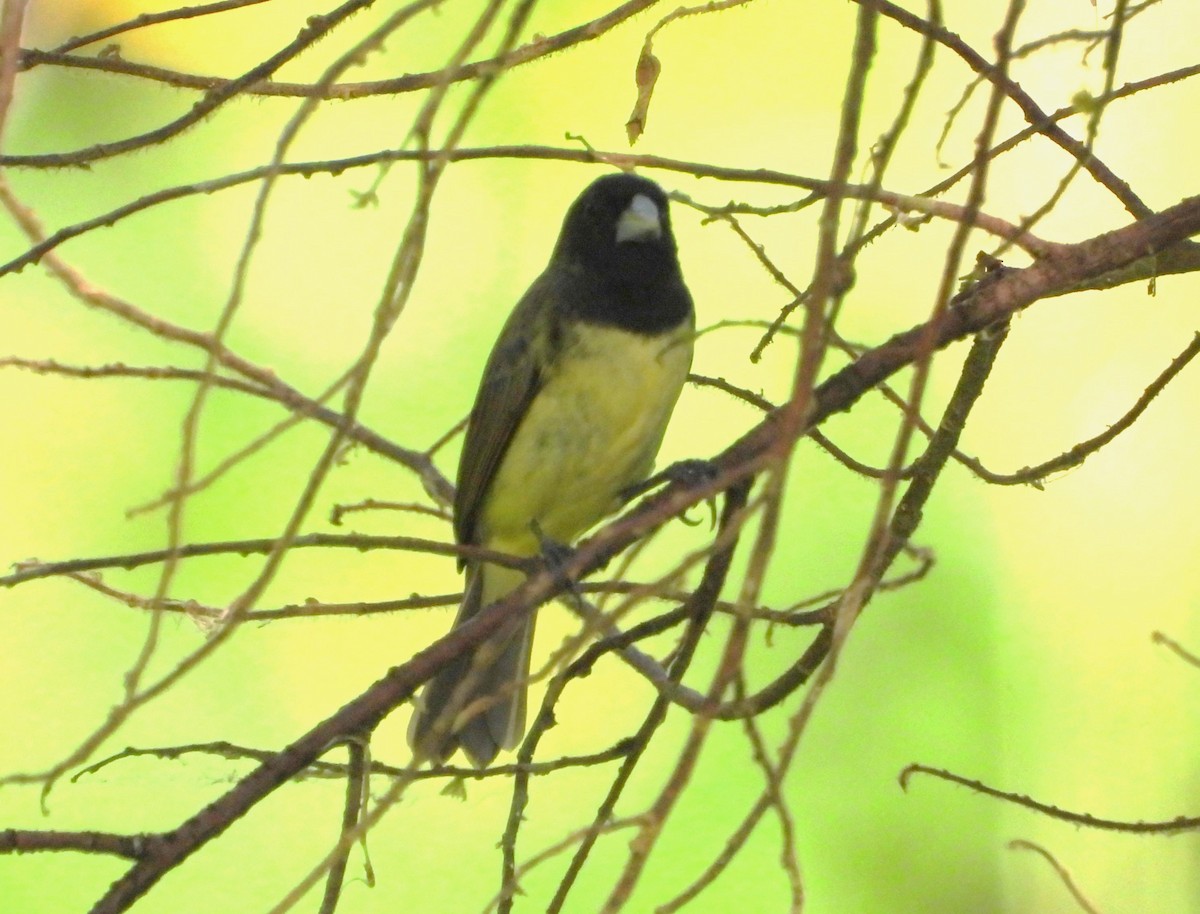 Yellow-bellied Seedeater - ML616648554