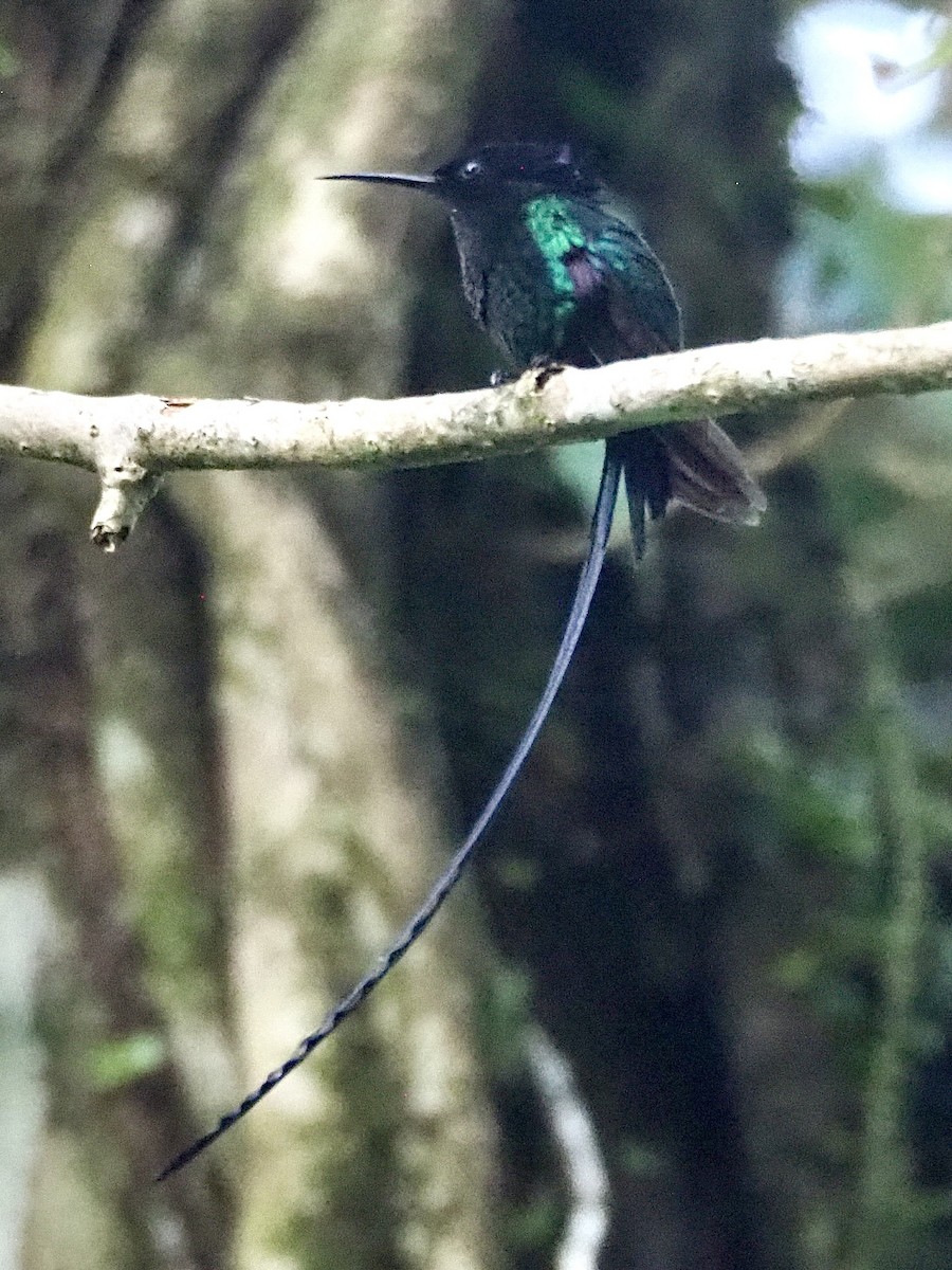 kolibřík černozobý - ML616648611