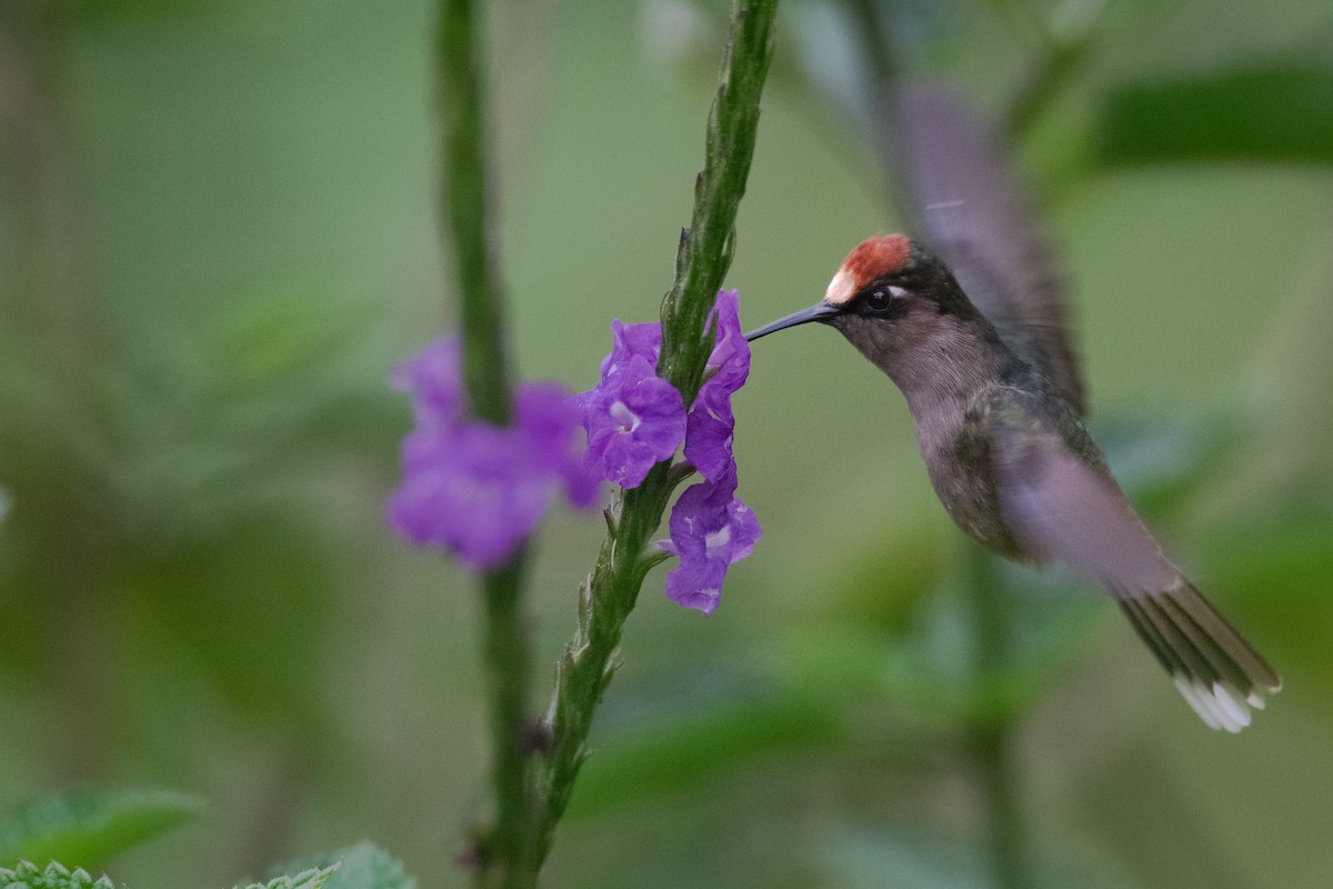 kolibřík čepičatý - ML616648620