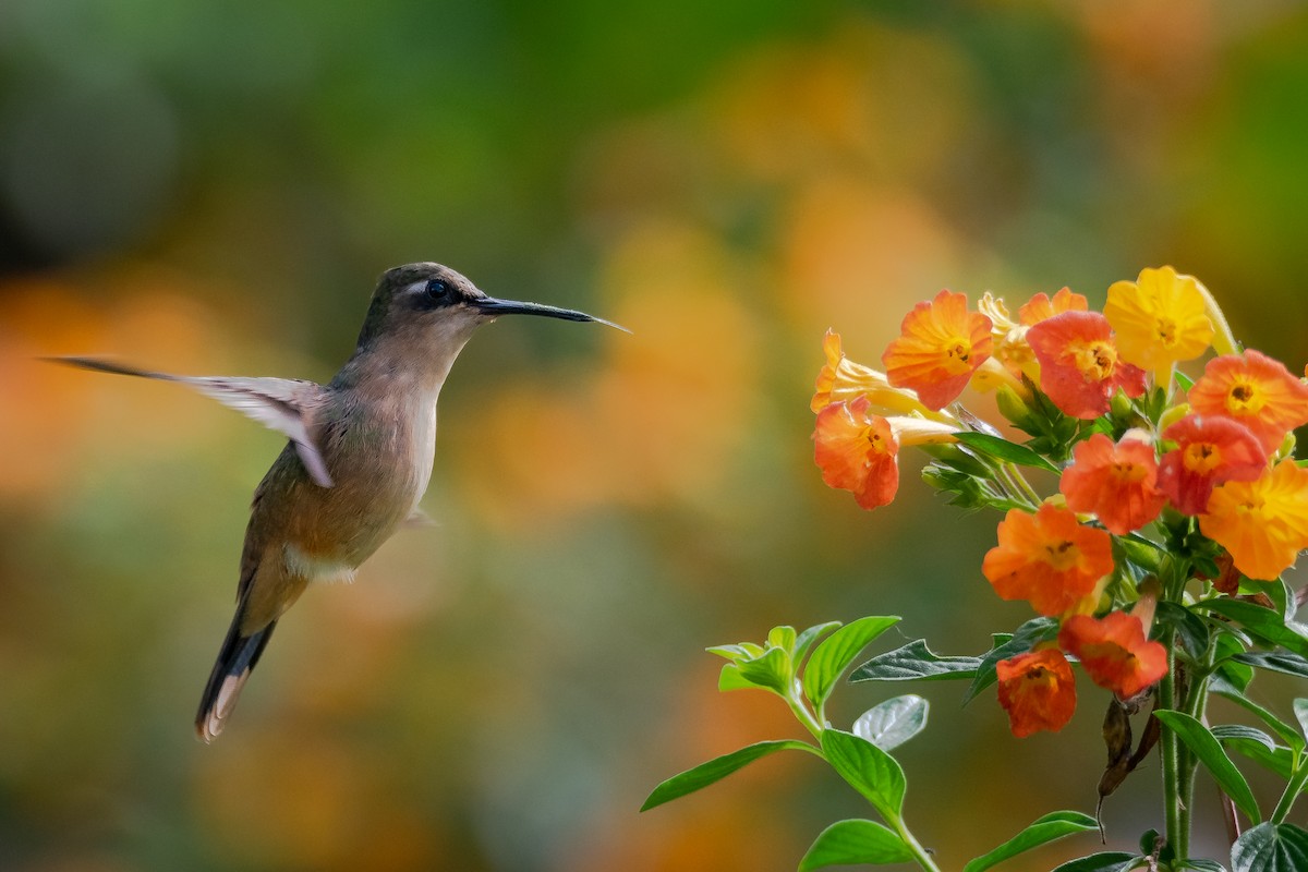 kolibřík hnědotemenný - ML616648743