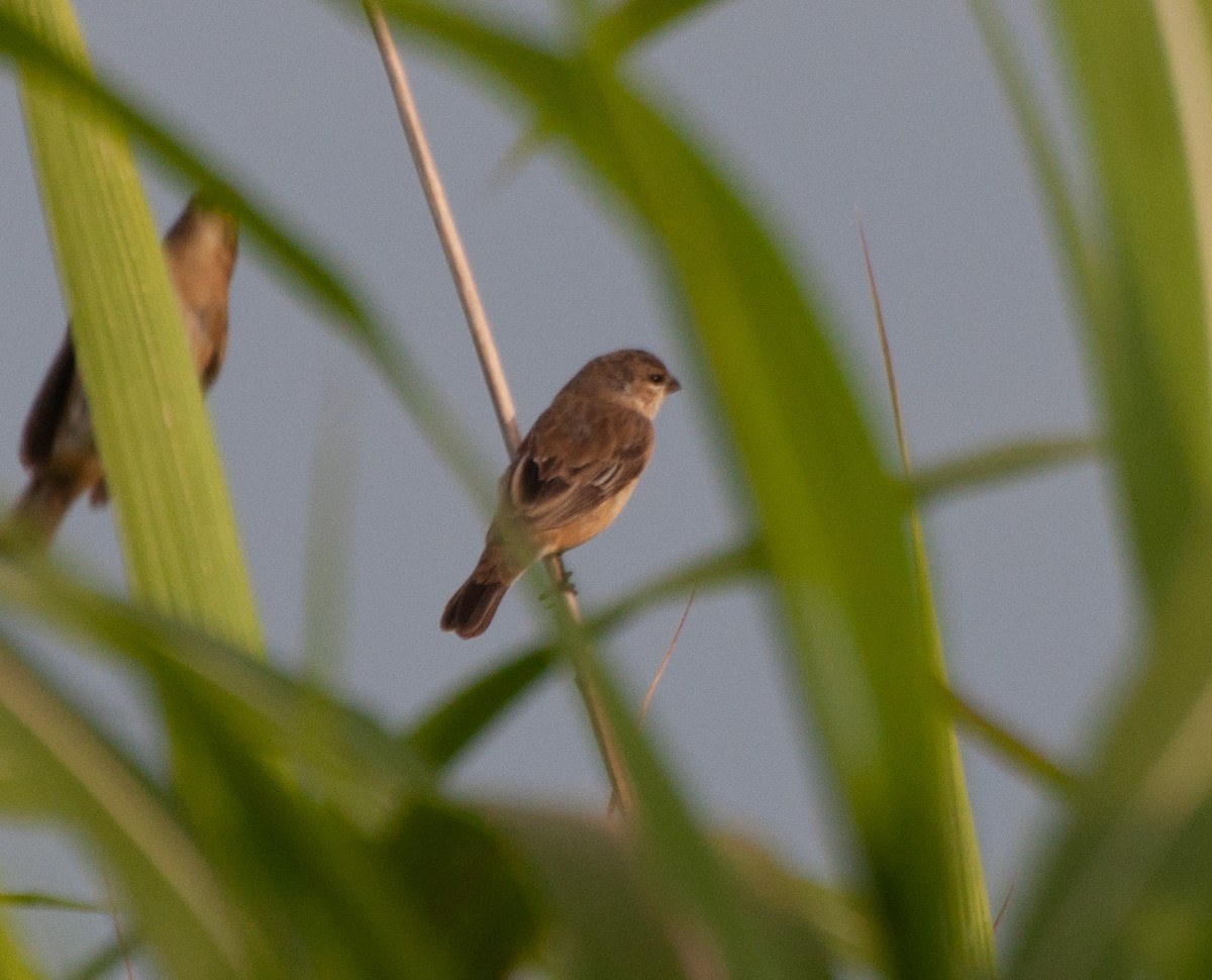 Pearly-bellied Seedeater - Alan Hentz
