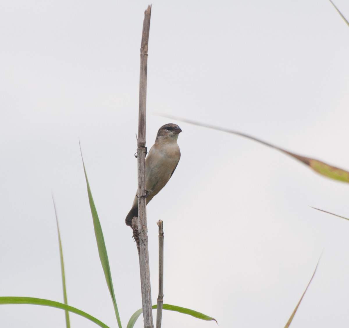 Pearly-bellied Seedeater - ML616648930