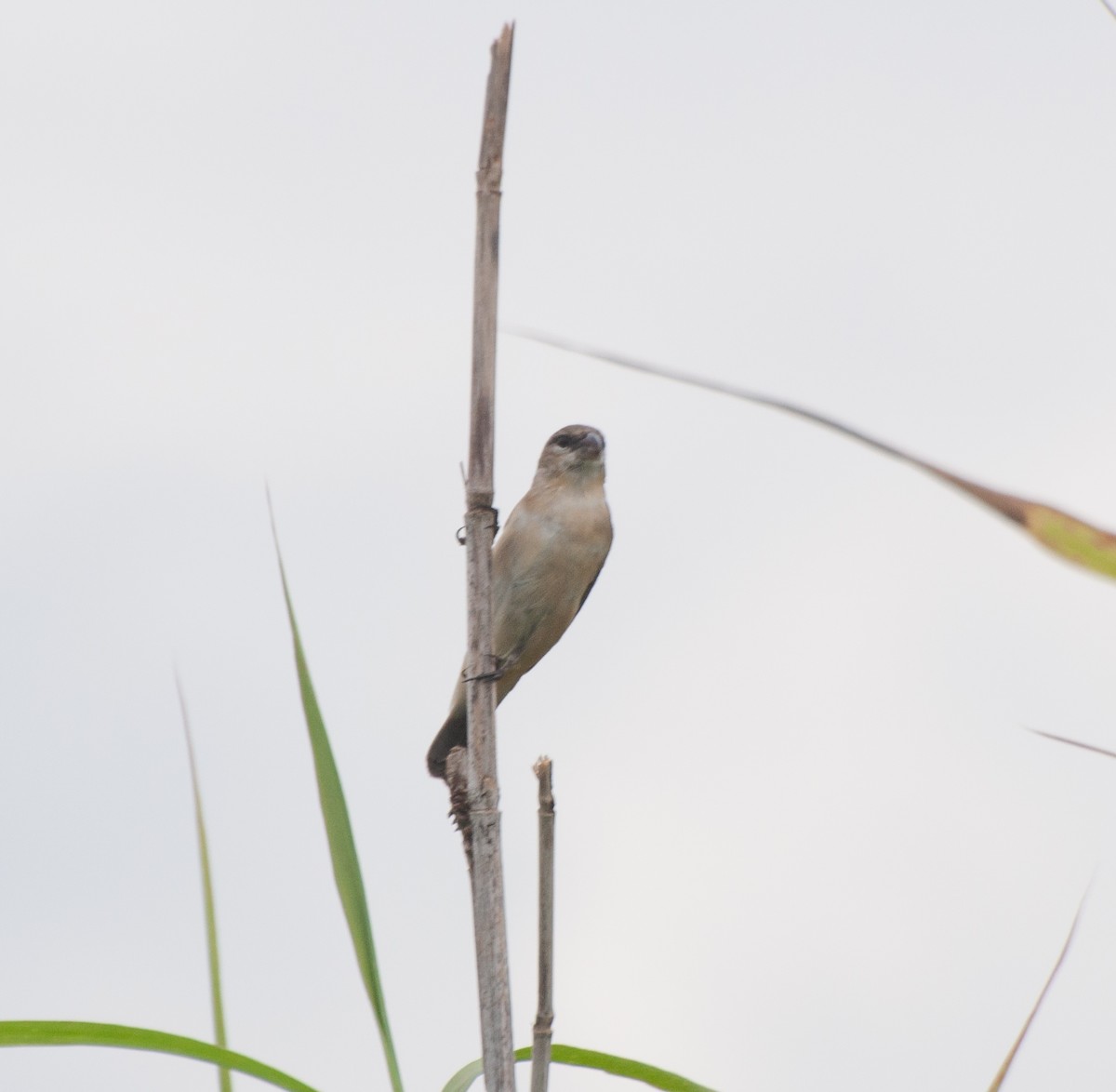 Pearly-bellied Seedeater - ML616648931