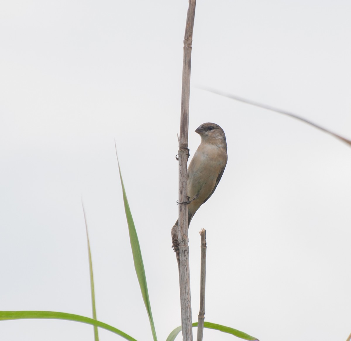 Pearly-bellied Seedeater - ML616648932