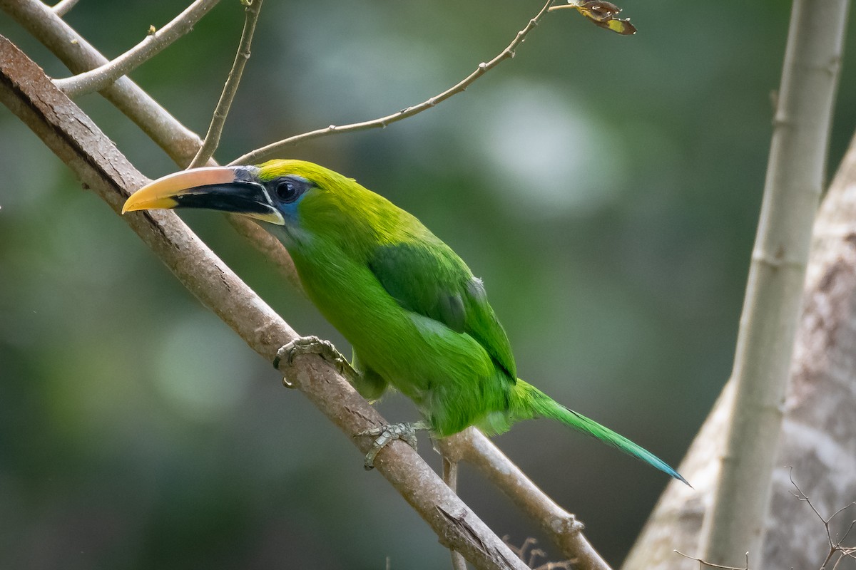 Groove-billed Toucanet - ML616648997