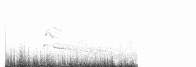 Канюк неоарктичний (підвид borealis) - ML616649106