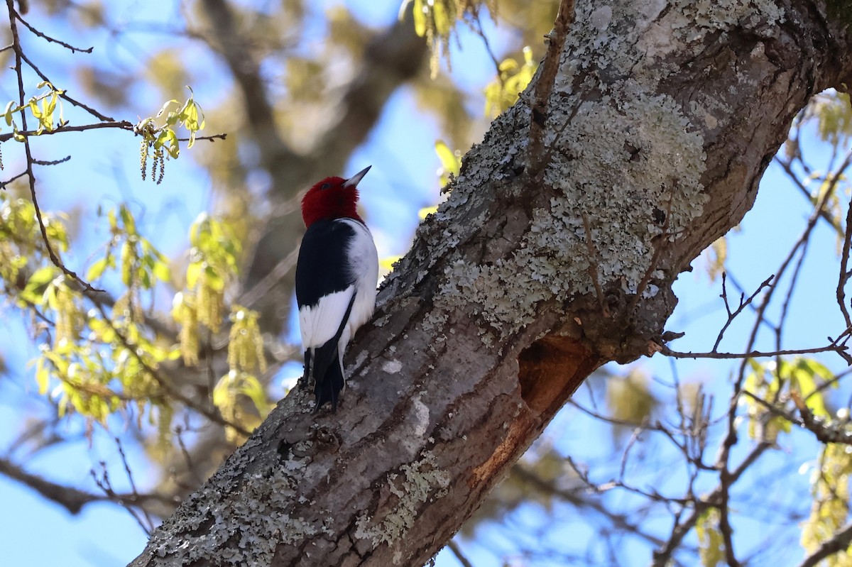 Red-headed Woodpecker - ML616649292