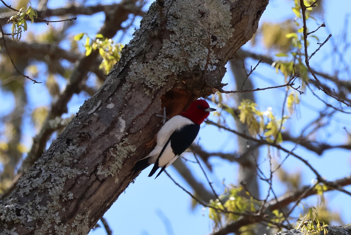 Red-headed Woodpecker - ML616649293