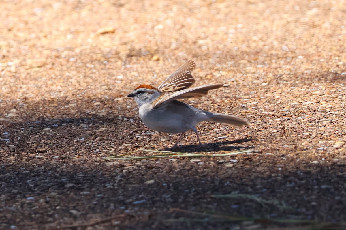 Chipping Sparrow - ML616649303