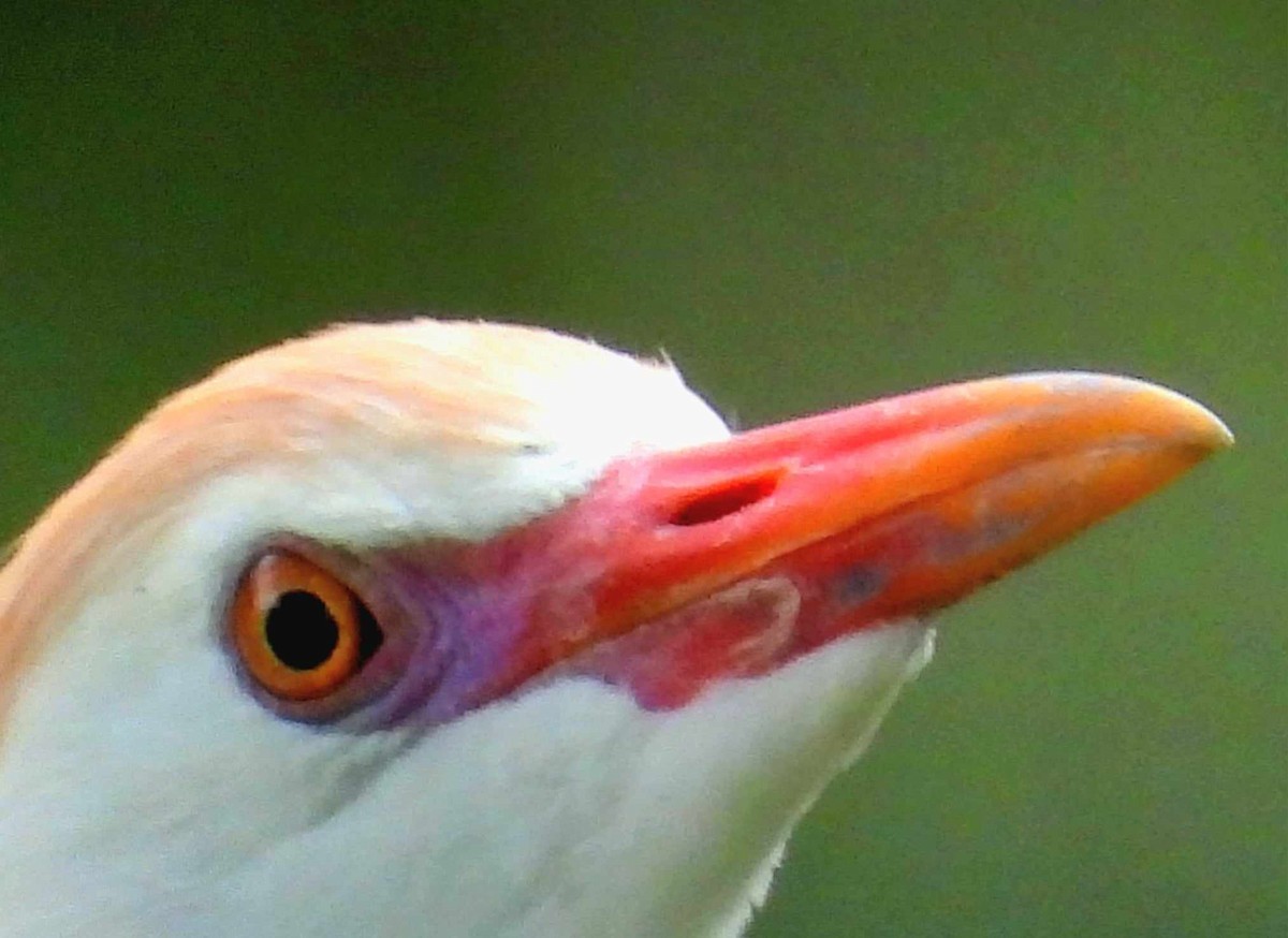 Чапля єгипетська (підвид ibis) - ML616649363