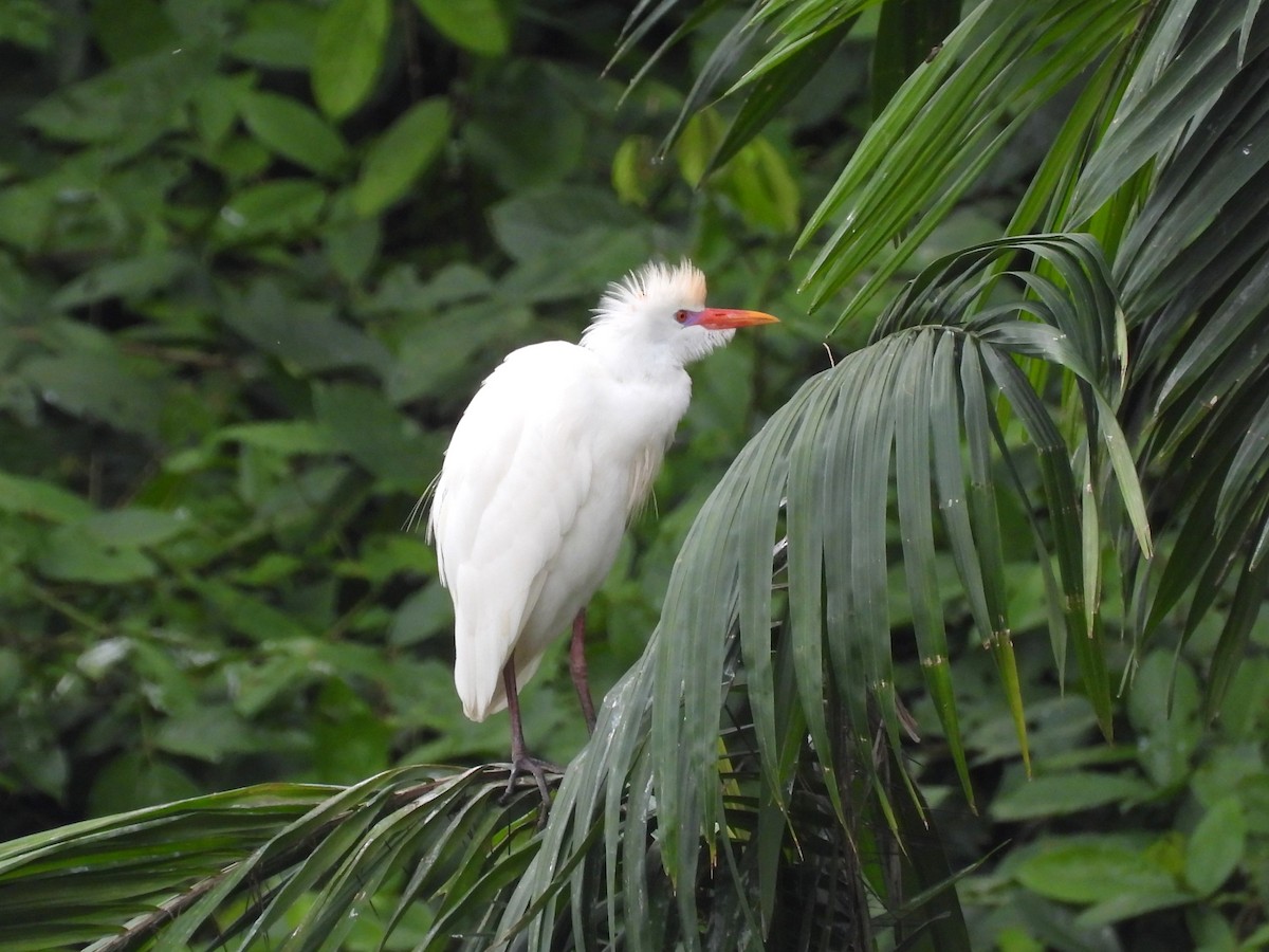Чапля єгипетська (підвид ibis) - ML616649364