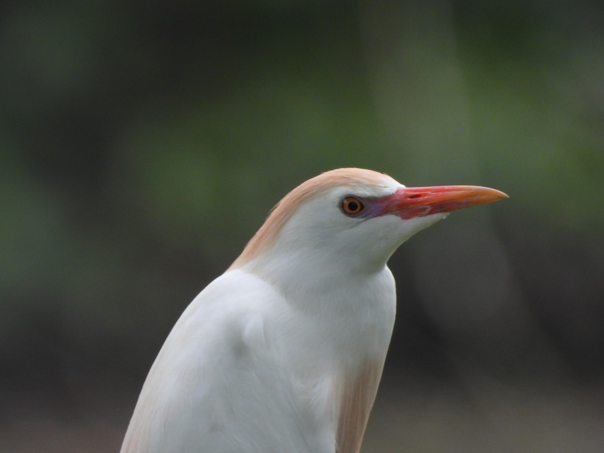 Чапля єгипетська (підвид ibis) - ML616649366