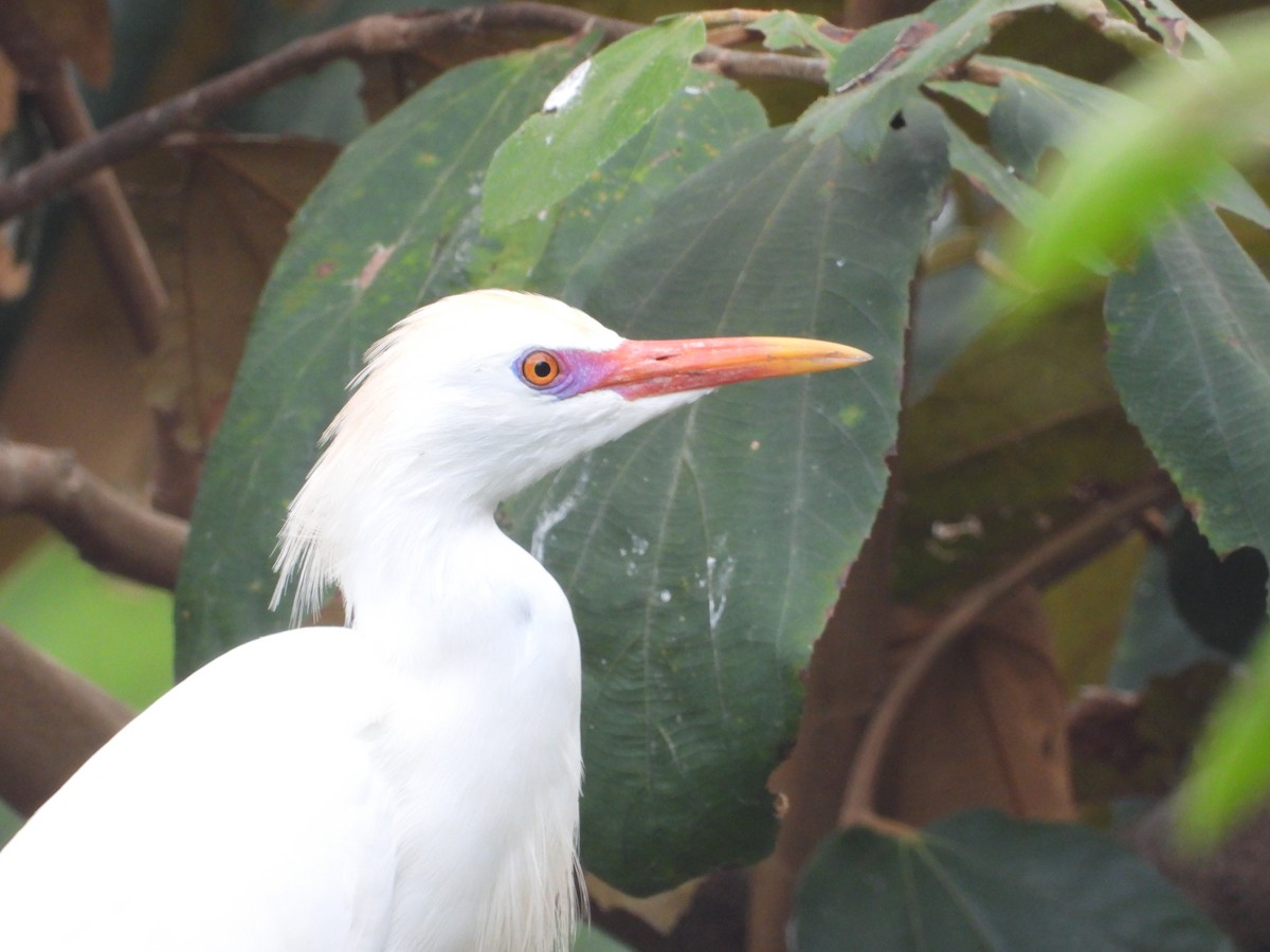 Чапля єгипетська (підвид ibis) - ML616649367