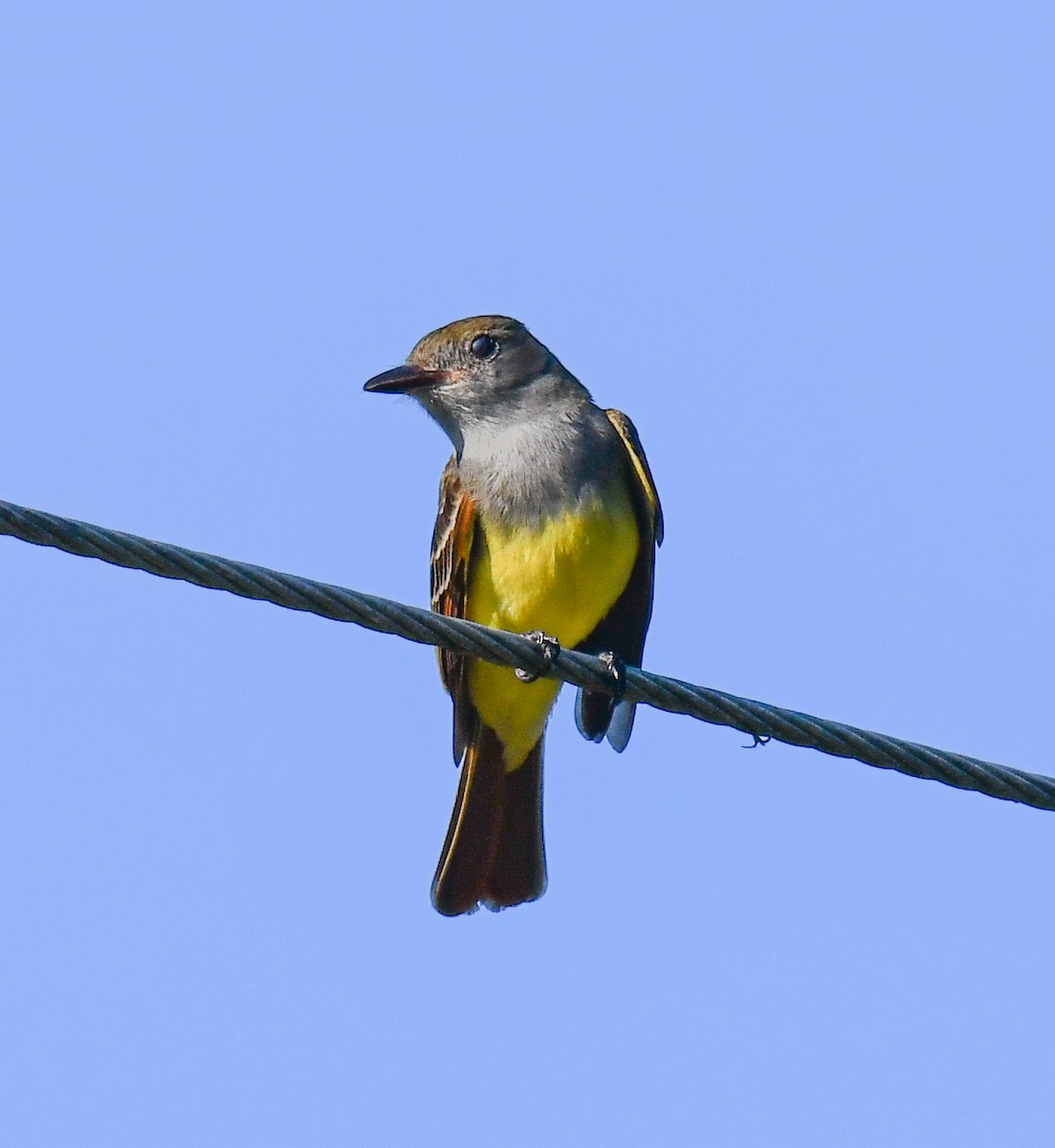 Great Crested Flycatcher - ML616649710