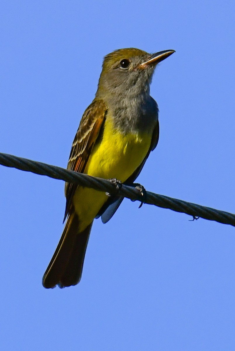 Great Crested Flycatcher - ML616649712