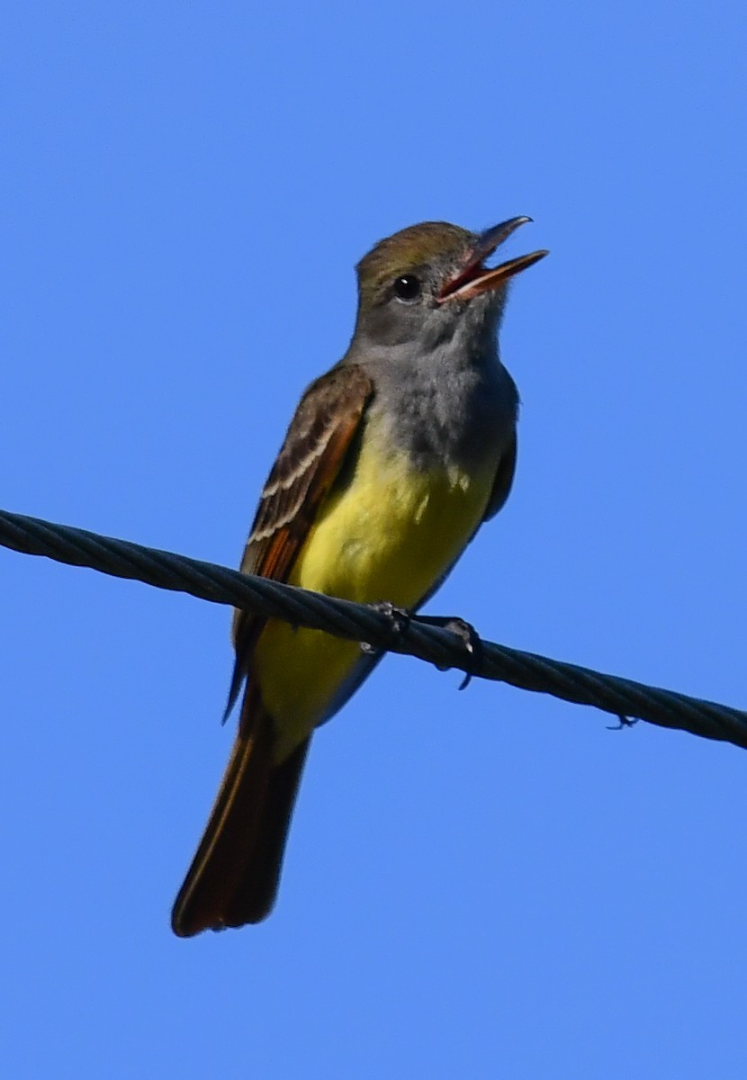 Great Crested Flycatcher - ML616649713