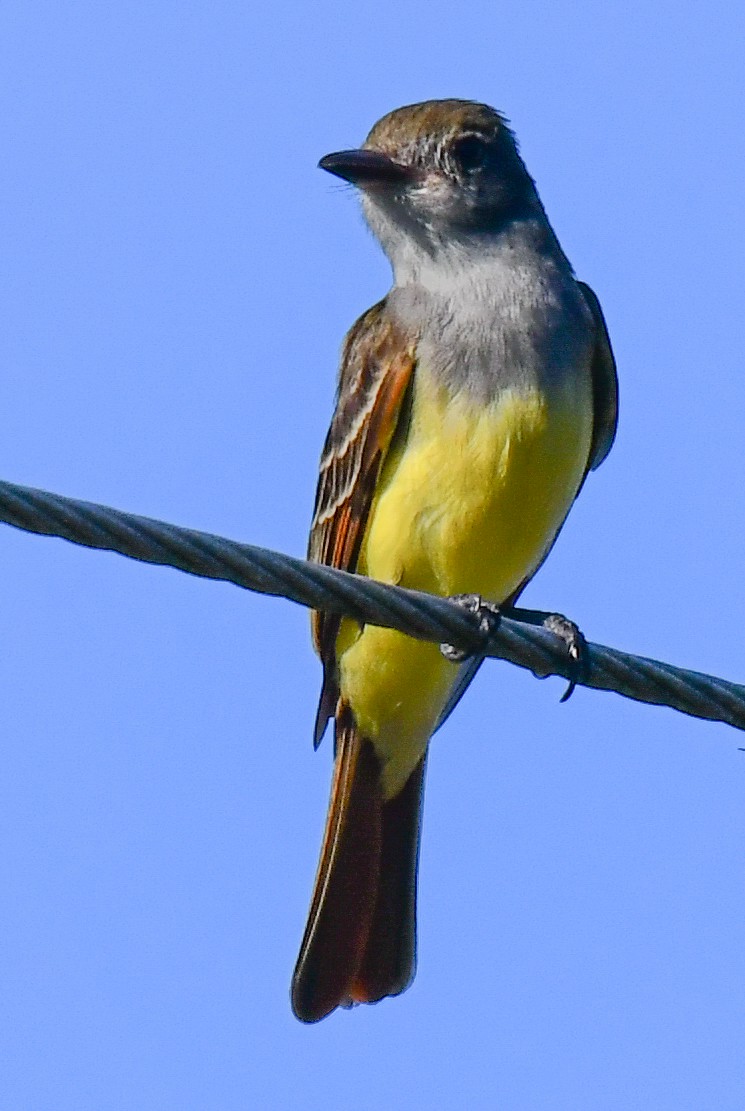 Great Crested Flycatcher - ML616649714